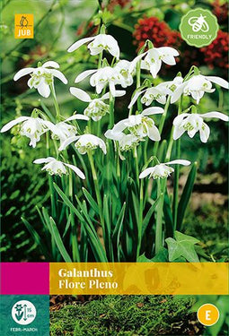 Jub Holland - bloembollen - Galanthus Flore Pleno - maat 5/+ - 15 stuks