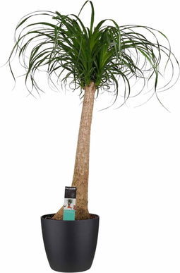 Decorum Beaucarnea Recht met Elho brussels black – ↨ 90cm – ⌀ 24cm