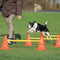 Trixie Dog Activity Hordenset - Agility Training - 6 Pionnen en 3 Stangen - Oranje (3 stuks)
