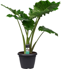 Alocasia Portadora - Persoon Potplanten - XL Planten- Hoogte 120 cm
