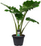 Alocasia Portadora - Persoon Potplanten - XL Planten- Hoogte 120 cm