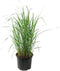 Plant in a Box - Panicum virgatum 'Heavy Metal' - Vingergras - Siergras - Tuinplant - ⌀ 23 cm - Hoogte 40-60 cm