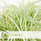 Plant in a Box - Carex hachijoensis 'Evergold' - Set van 6 - Winterhard siergras groenblijvend - Pot 14cm - Hoogte 25-35cm