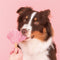Smoofl Premium Hondensnacks: Ijs voor honden als een snack om af te koelen in de zomer en als een gezonde hond traktatie met verfrissend effect, honden ijs met watermeloen