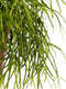 Goed & Groen - Rhipsalis cashero - ↨ 20cm - Potmaat 12 - Kwaliteit Planten - Kamer Plant - Kamerplanten - Sfeer