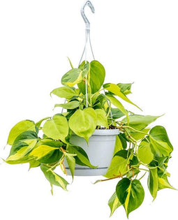 Philodendron Scandens Brasil 40 cm hangplant