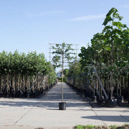 Sierappel leiboom 180 cm | Malus 'Red sentinel' 8-12 cm 180 cm| Bomenbezorgd.nl
