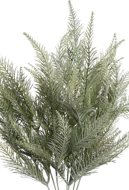 PTMD Leaves Plant groene varen bos