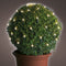 Lumineo Buxus kerstverlichting - 80 led lampjes - warm wit - lichtnet - 50 x 50 cm - kerstlampje buxus boompje