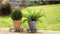Metafranc WU0825120 Transportroller Houtcomposiet (WPC) Laadvermogen (max.): 60 kg 300 mm x 73 mm Aantal rollers 4