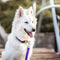 Hondenhalsband Dingo 14765 Paars 20 cm