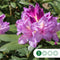 Rhododendron Catawbiense boursault | Rhododendron 'Catawbiense boursault' | Bomenbezorgd.nl
