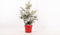 Kerstboom Picea sneeuw ↨ 75cm - hoge kwaliteit planten