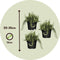 Plant in a Box - Rosmarinus Capri - Set de 3 - Rozemarijn winterharde vaste plant - Rosemary plant - Pot 13cm - Hoogte 20-30cm
