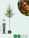 Sierappel Evereste | Malus 'Evereste' 14-18 cm | Bomenbezorgd.nl