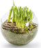 Jodeco Bloemenvaas Bobby - helder transparant - glas - 15 x 12 cm - bol vaas/schaal