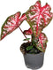 Plant in a Box - Caladium Carolyn Whorton - Tropische kamerplant - Pot 13cm - Hoogte 25-40cm