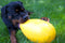 Jolly Pets Jolly Egg Ø 30 cm - Kunststof Hondenspeelgoed – Stevige hondenbal – Geschikt voor de grote hond – Hondenspeeltjes – Weerbestendig - Geel