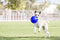 Jolly Pets Jolly Soccer Ball Ø 20 cm – Stevig Hondenspeelgoed – Apporteerspeelgoed met vanillegeur – Drijvend honden speelgoed – Licht Blauw