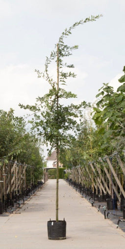 Moeraseik | Quercus Palustris 14-18 cm | Bomenbezorgd.nl