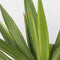 Plant in a Box - Yucca elephantipes 'Jewel' - XL Yucca Jewel - Palm - Pot 21cm - Hoogte 60-70cm