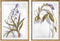 Schilderij DKD Home Decor 50 x 2 x 70 cm Modern Botanische planten (2 Stuks)