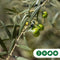 Olijfboom Olea europaea 225 cm