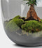 Terrarium | Eiken Tafel | Bonsai plant | Grijs glas | ↑55cm -Ø35cm
