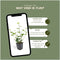 Plants by Frank | 48 Atlantische Klimopplanten | Hedera Hibernica | Winterharde bodembedekker planten | tuinplanten | Winterharde vaste planten meerjarig | Winterharde tuinplanten