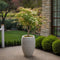 Plant in a Box - Plant in a Box - Acer palmatum 'Ukigumo' - Set van 2 - Japanse Esdoorn winterhard - Groene bladeren - Pot 19cm - Hoogte 50-60cm