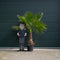 Mexicaanse Waaierpalm Wasthingtonia Robusta - 60-70 cm Stamhoogte