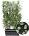 Hedge to Go - Spiraea vanhouttei Haag