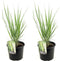 Plant in a Box - Panicum virgatum - Set van 2 - Panicum northwind siergras winterhard - Pot 23cm - Hoogte 40-60cm