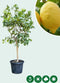 Zure citroen boom Citrus limon h 130 cm st. omtrek 12,5 cm