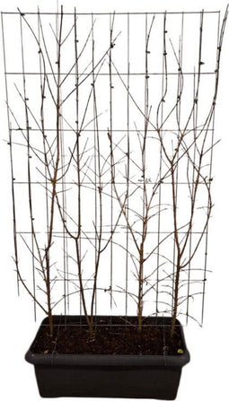 Hedge to Go - Cornus mas Haag