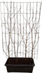 Hedge to Go - Cornus mas Haag