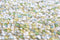 Brink en Campman - Brink en Campman Pebble Fresh Green Vloerkleed - 200x300 - Rechthoek - Hoogpolig Tapijt - Modern - Groen, Meerkleurig