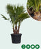 Mexicaanse waaierpalm meerstammig Washingtonia robusta 130 cm
