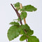 Plant in a Box - Rubus fruticosus 'Thornfree' - Set van 2 - Braam - Doornloze zwarte braam - Fruitplanten - Struik - ⌀15cm - Hoogte 50-60cm