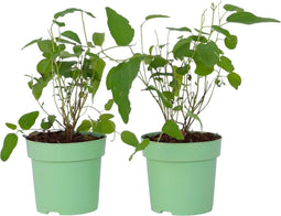 Plant in a Box - Eucalyptus 'Citriodora' - Set van 2 - Eucalyptusstruiken - ⌀15 cm - Hoogte 35 cm - Citroengeur - Tegen muggen