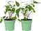 Plant in a Box - Eucalyptus 'Citriodora' - Set van 2 - Eucalyptusstruiken - ⌀15 cm - Hoogte 35 cm - Citroengeur - Tegen muggen