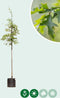 Moeraseik | Quercus Palustris 6-10 cm | Bomenbezorgd.nl
