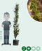 Groene zuilbeuk | Fagus sylvatica 'Dawyck' 20-40 cm| Bomenbezorgd.nl