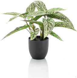Emerald Kunstplant Calathea - H 38 cm