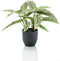 Emerald Kunstplant Calathea - H 38 cm