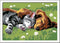 Ravensburger CreArt Sleeping Cats and Dogs - Schilderen op nummer - Acrylverf op waterbasis - Multicolour