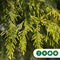 Lei conifeer 180 cm | Thuja pl. 'Excelsa' 14-18 cm 180 cm| Bomenbezorgd.nl