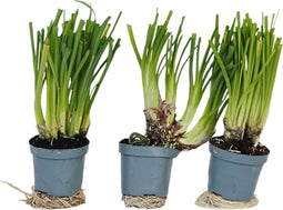 Plant in a Box - Tulbaghia violacea 'Knobikraut' - wilde knoflook - Paarse bloemen - set van 3 - Potmaat 9 cm - Hoogte 15-25 cm