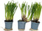 Plant in a Box - Tulbaghia violacea 'Knobikraut' - wilde knoflook - Paarse bloemen - set van 3 - Potmaat 9 cm - Hoogte 15-25 cm