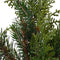 Cypress tak b13h25 cm groen